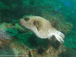 BD-070410-Ao-Nang-4100538-Arothron-nigropunctatus-(Bloch---Schneider.-1801)-[Blackspotted-puffer].jpg